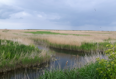 Reedbeds